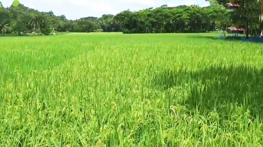 Bumper yield of Aman paddy expected in Chitalmari