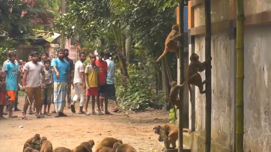 People of Munshiganj’s 3 villages frustrated with monkey menace