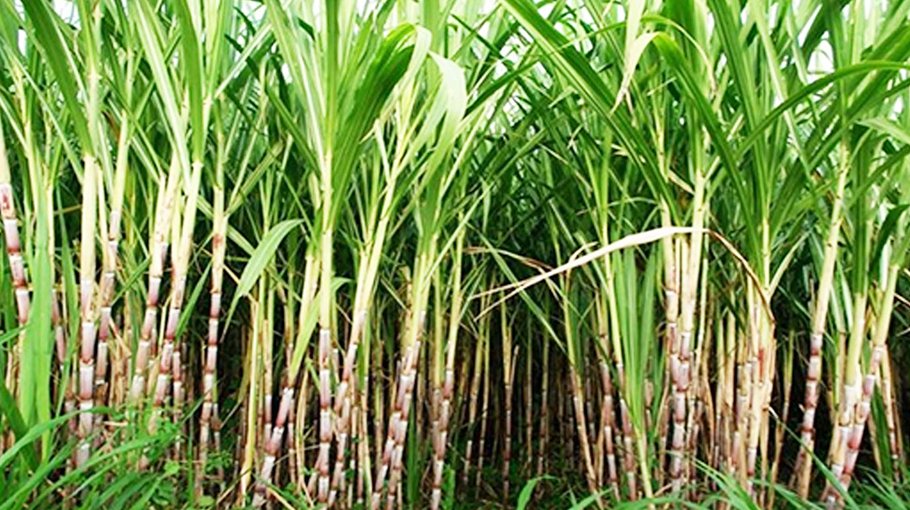 Bumper sugarcane yield expected in Manikganj