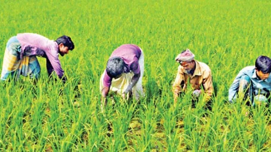 T-Aman target exceeds in Jamalpur