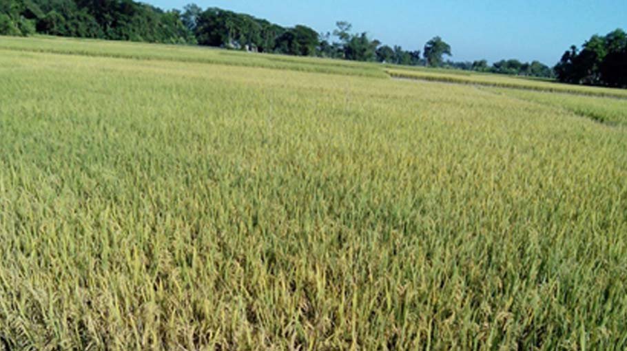 Netrakona farmers expect bumper T-Aman production