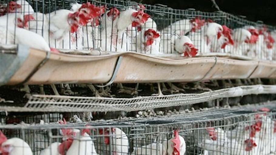 Poultry farmers place 11-point demand to govt