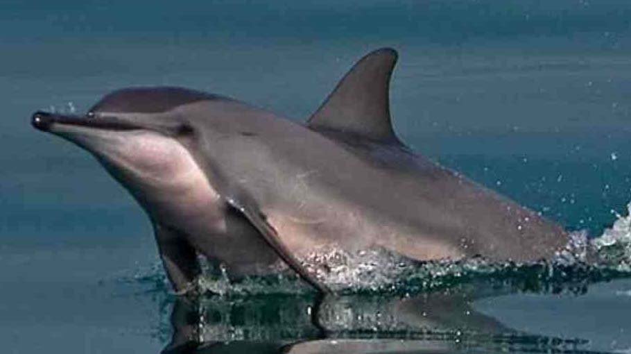 Dolphin Conservation Action Plan gets approval