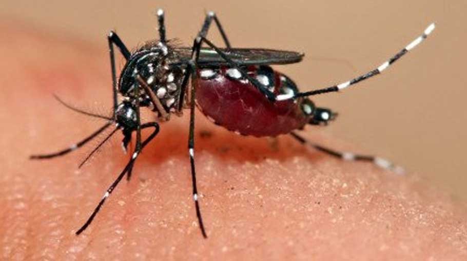 Dengue claims 2 more lives