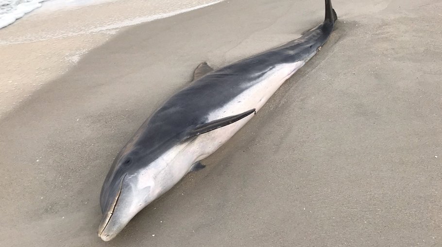 Reward for help find dolphin killers