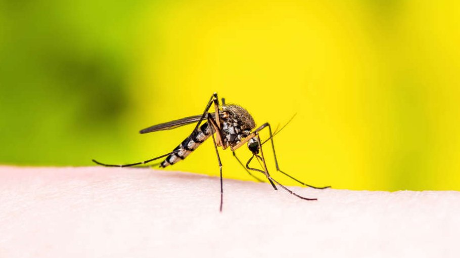 Culex mosquito eradication activities begin in DSCC areas