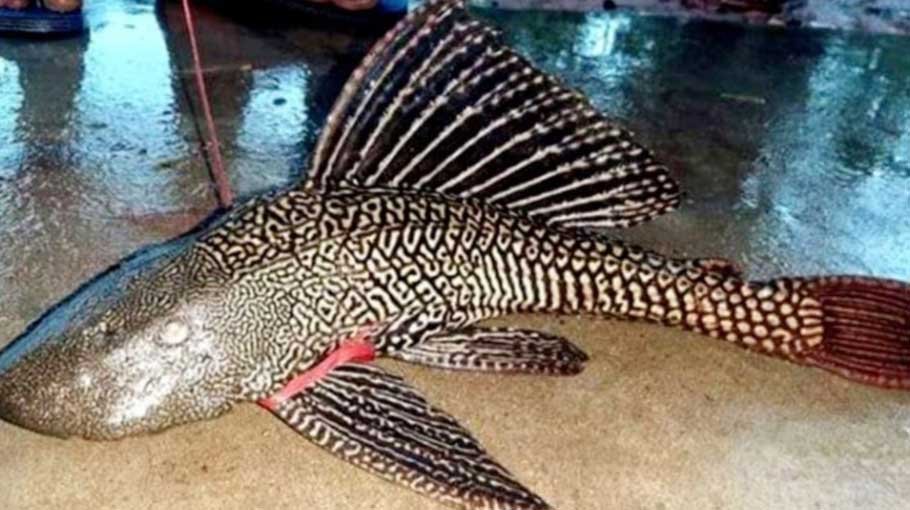 Rare fish caught in Arial Khan river
