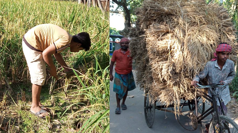 Jhenaidah farmers harvest T-Aman with great enthusiasm
