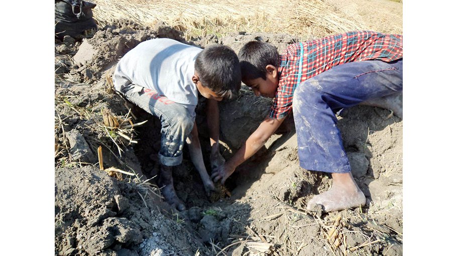 Distressed families scavenge rat holes for paddy 