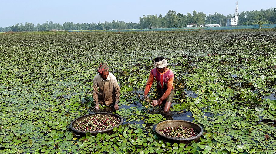 Water chestnut cultivation increases in Bogura