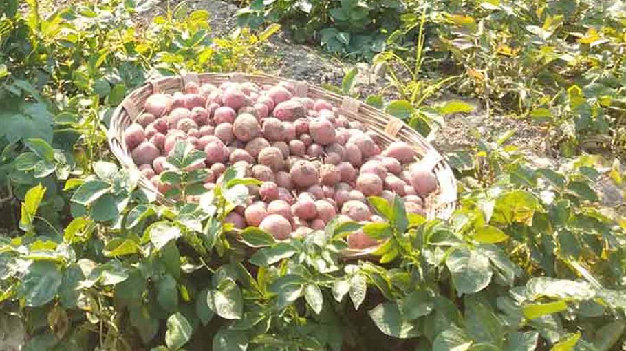Farmers lack interest in  potato cultivation 