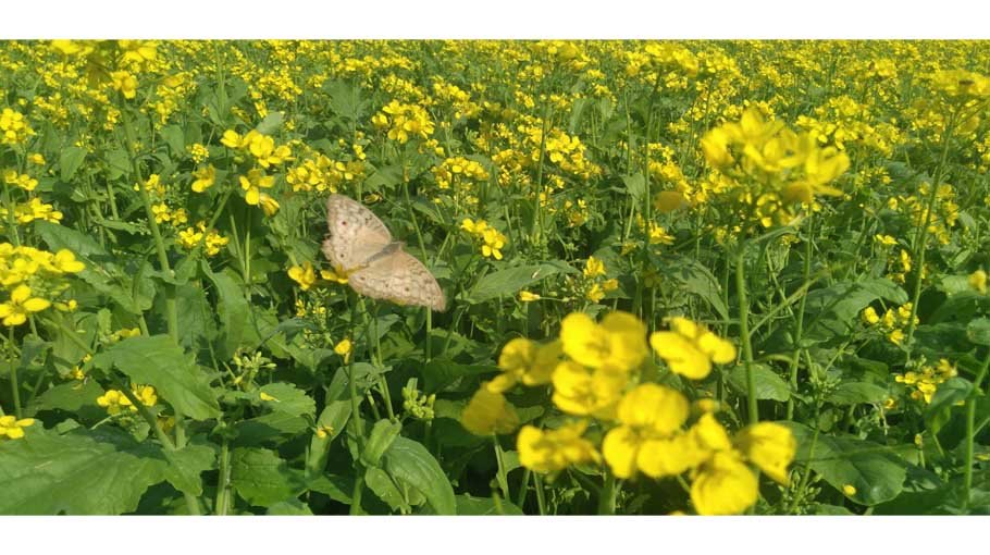 Farmers now grow mustard in Chalan Beel