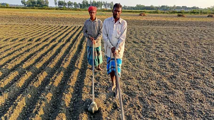 Munshiganj farmers busy  with potato cultivation