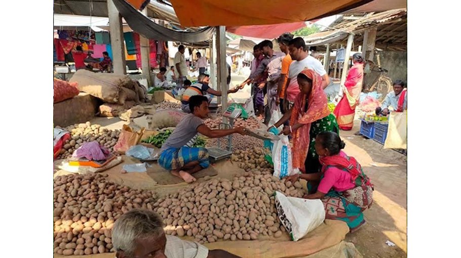 33.42 lakh tonnes potato  yield likely in Rajshahi