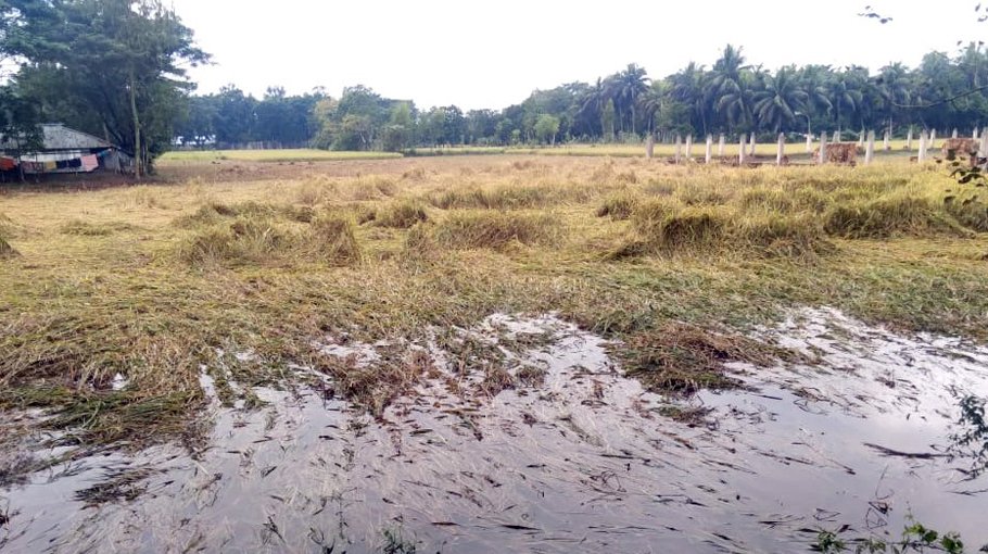 Massive loss of paddy, veg due to unseasonal rain