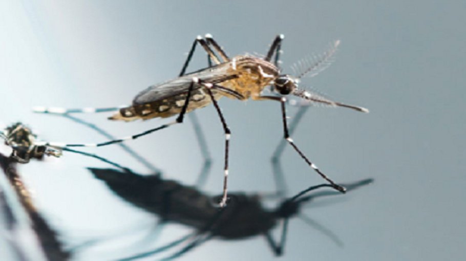 DNCC spl drive against Culex  mosquito from Dec 22