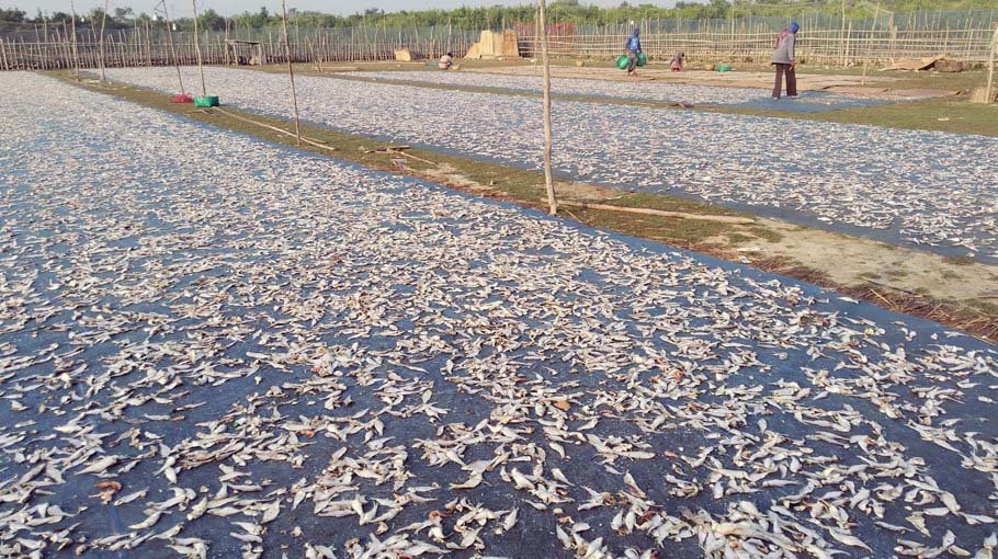 Cyclone caused massive loss to dried fish traders