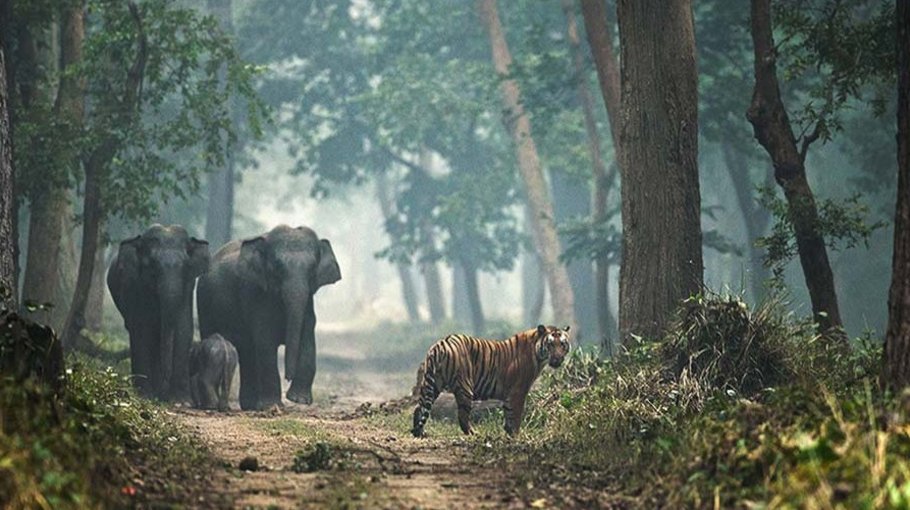 Tri-nation corridor to conserve Asian elephants, tigers