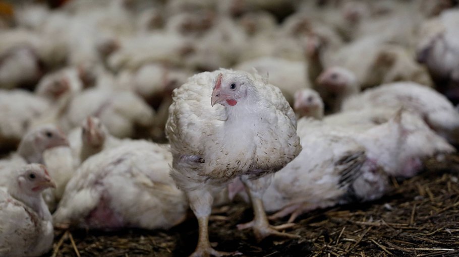 Broiler chicken gets dearer