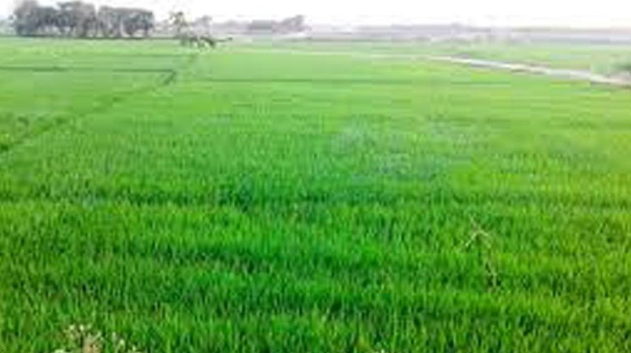 Massive programmes taken to boost Boro cultivation in Narsingdi