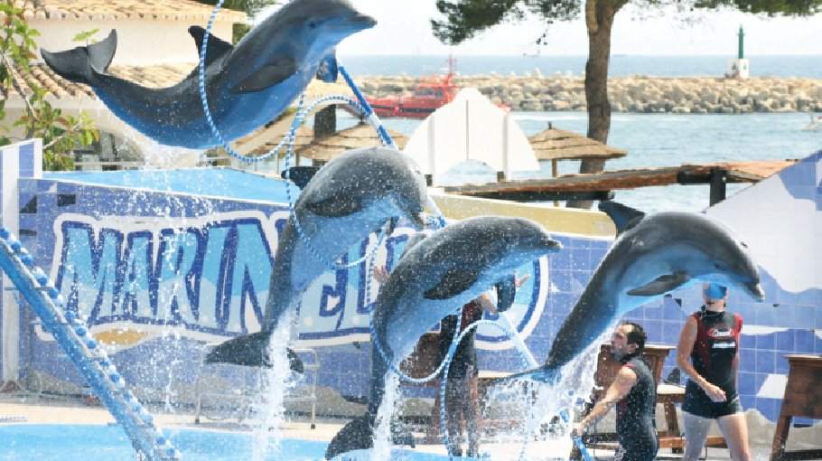 Marineland in Canada charged for using whales in shows