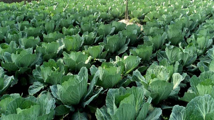 Massive programme  for cultivating winter  vegetables in Netrokona