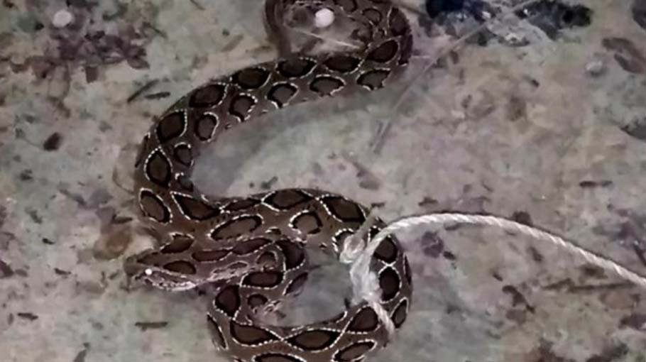 Russel Viper found in Bhola!