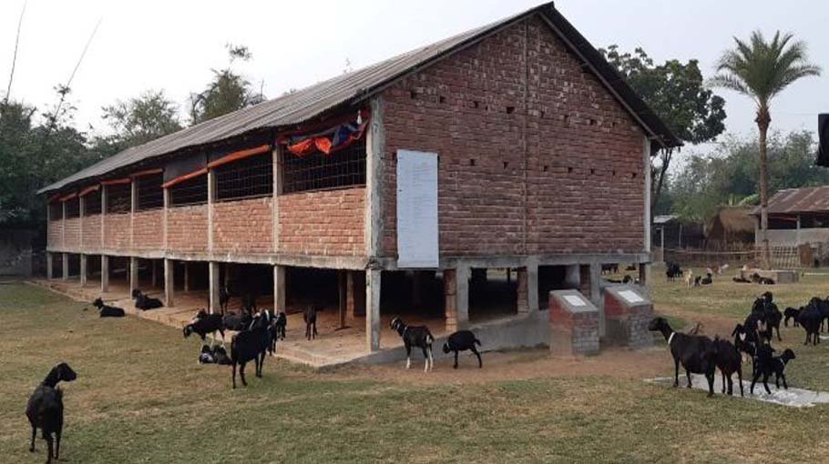 Black Bengal goat contributing to poverty alleviation in Chuadanga