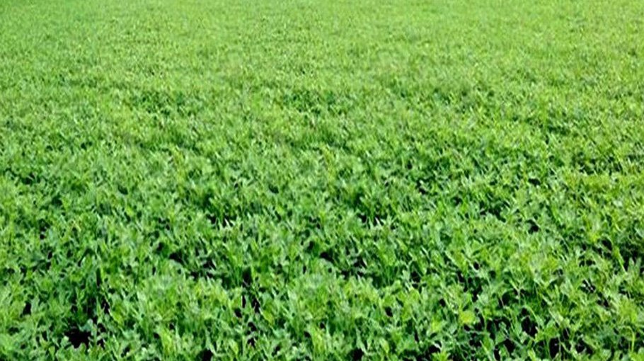 Sowing of groundnut seeds nears completion in Rangpur region