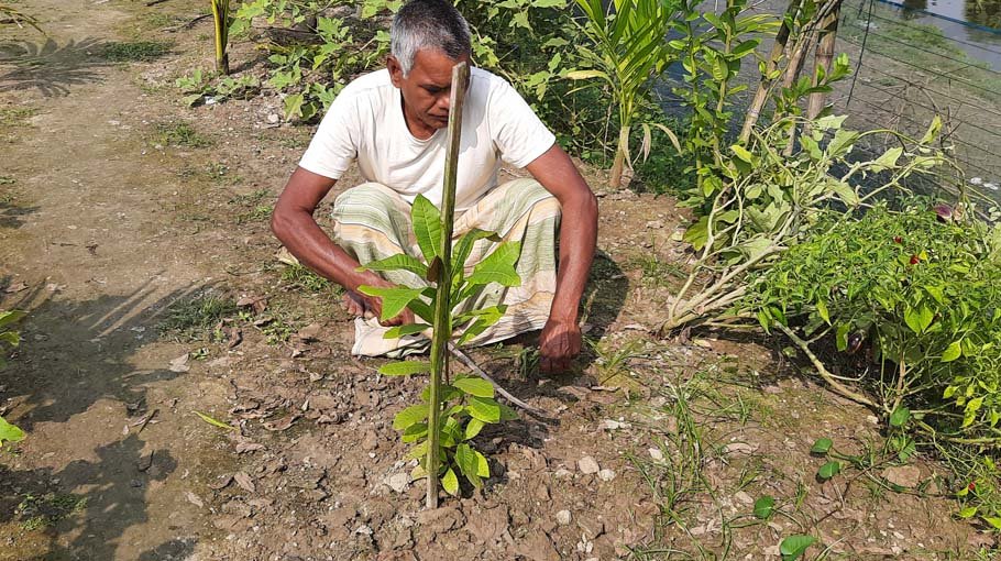 Cashew nut cultivation starts commercially in Chatmohar
