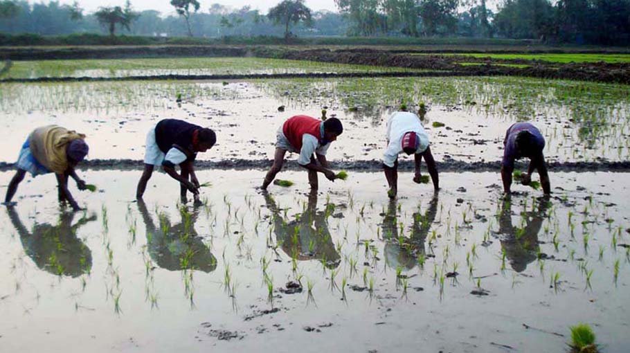 Farmers of Rangpur suffer from extreme cold
