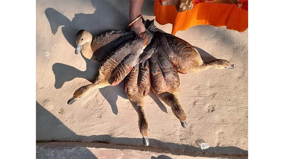 Migratory birds face threats from poachers, hunters