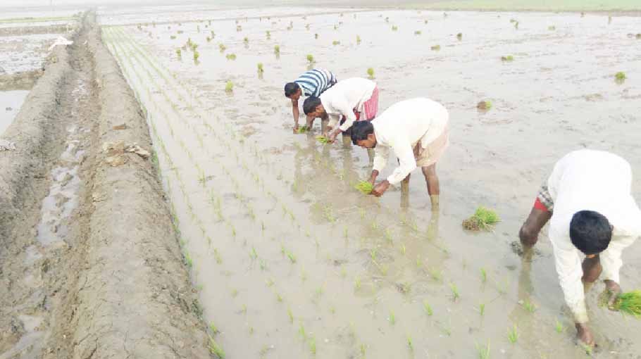 Farmers of Pabna busy planting Boro paddy