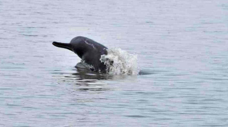 Two Dolphins found dead in Turag 