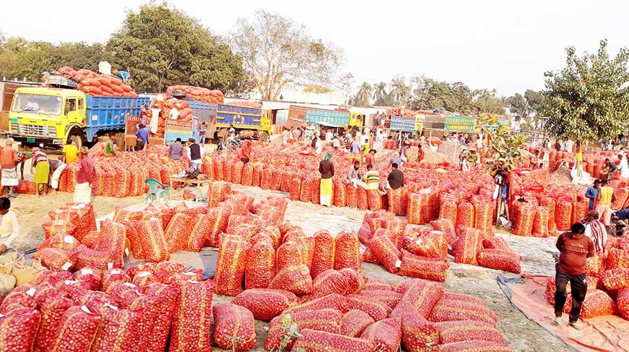 Onion price decreases in Pabna, high yield achieved