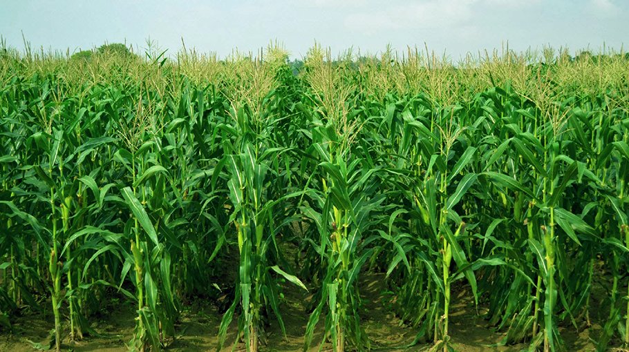 Record maize production  likely in Kishoreganj
