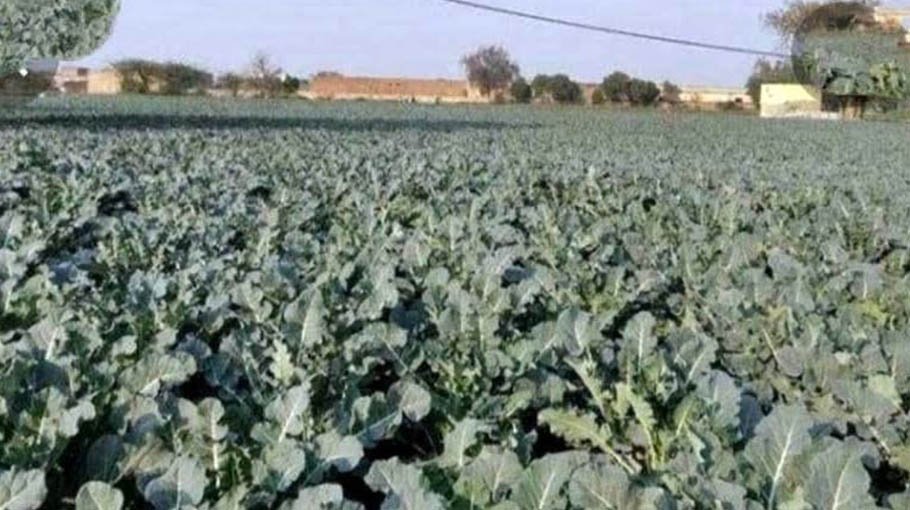 Broccoli farming gains  popularity in Rajshahi 