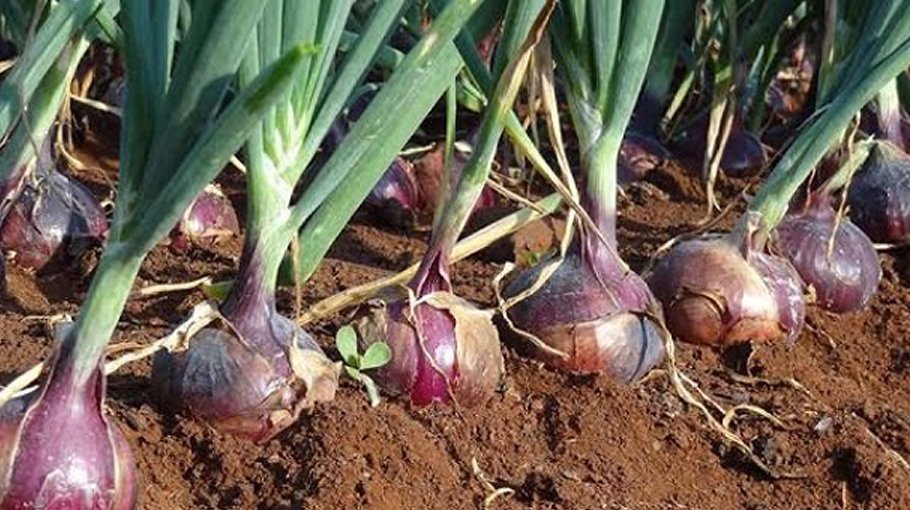 Extensive plan to cultivate onion in Kishoreganj