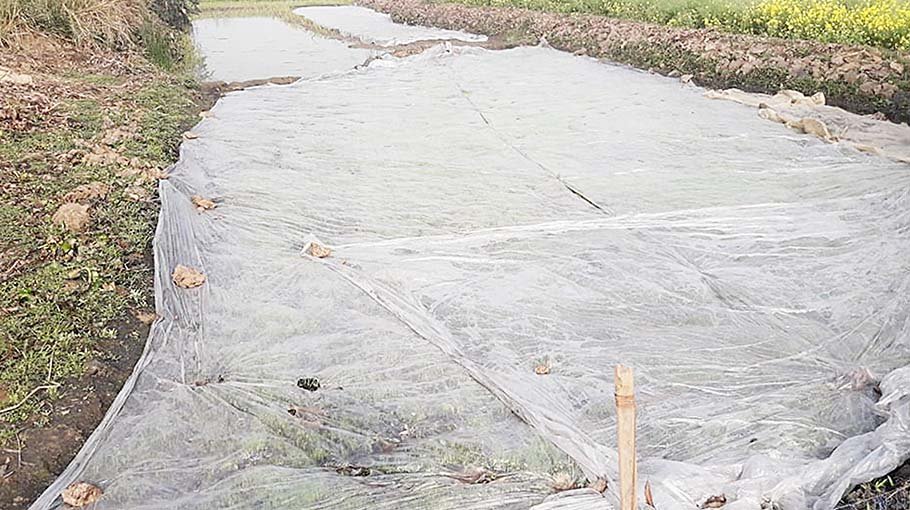 Polythene sheets to protect seedlings in Sirajganj