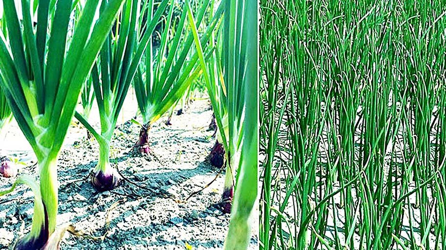 Farmers eyeing bumper onion output in Rangpur region