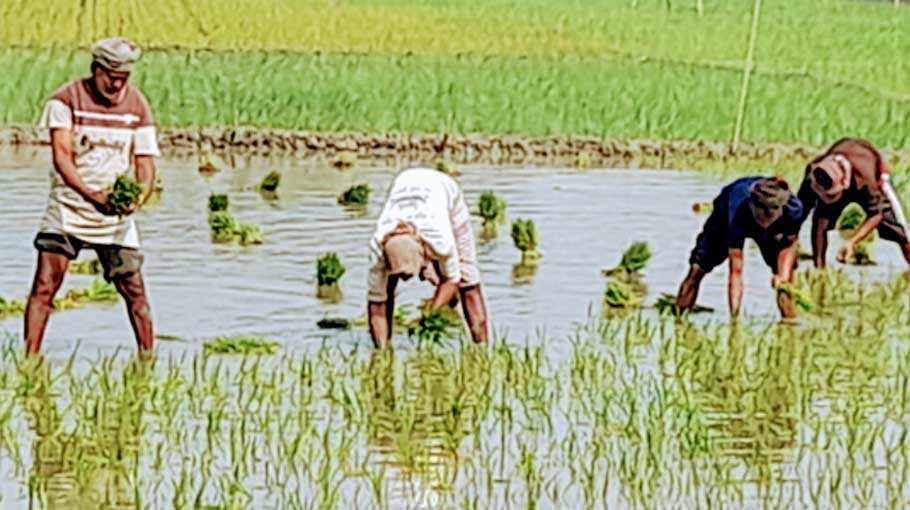 Farmers passing busy time with Boro planting