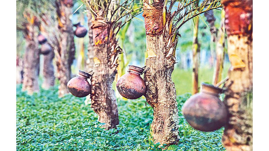 Date juice tradition being obliterated 