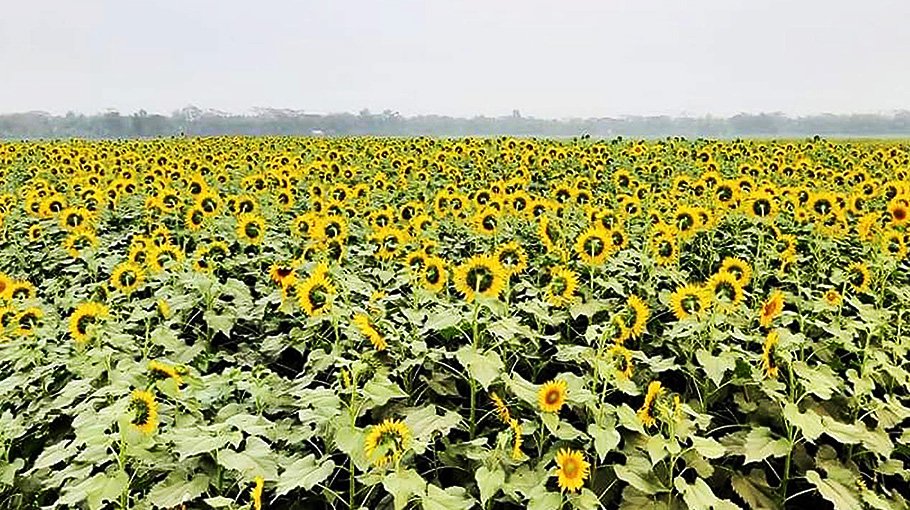 Sunflowers smile in Kishoreganj