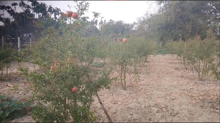 Young entrepreneurs lean towards agro sector