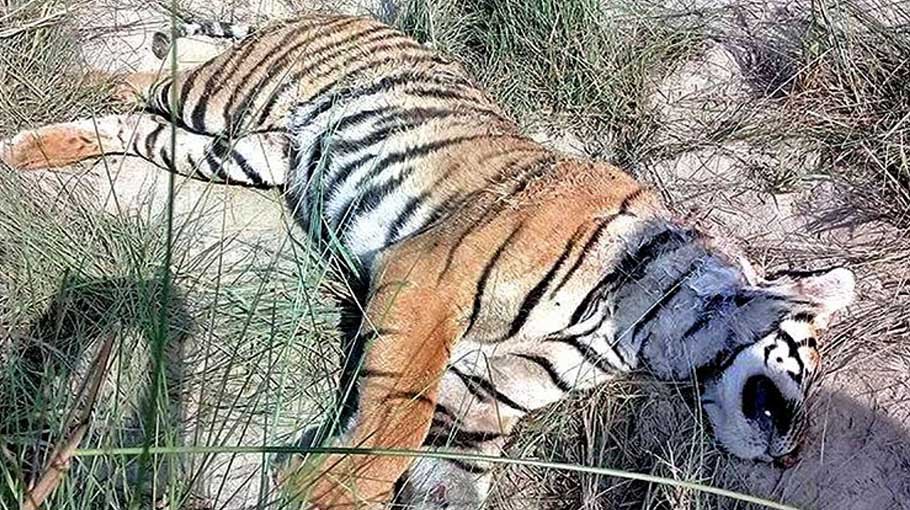Four tigers died in 2.5 years at Dublarchar