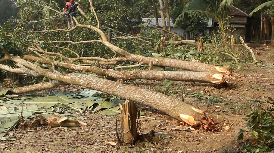 Village rivalry fell down tress on 140 decimals of land 