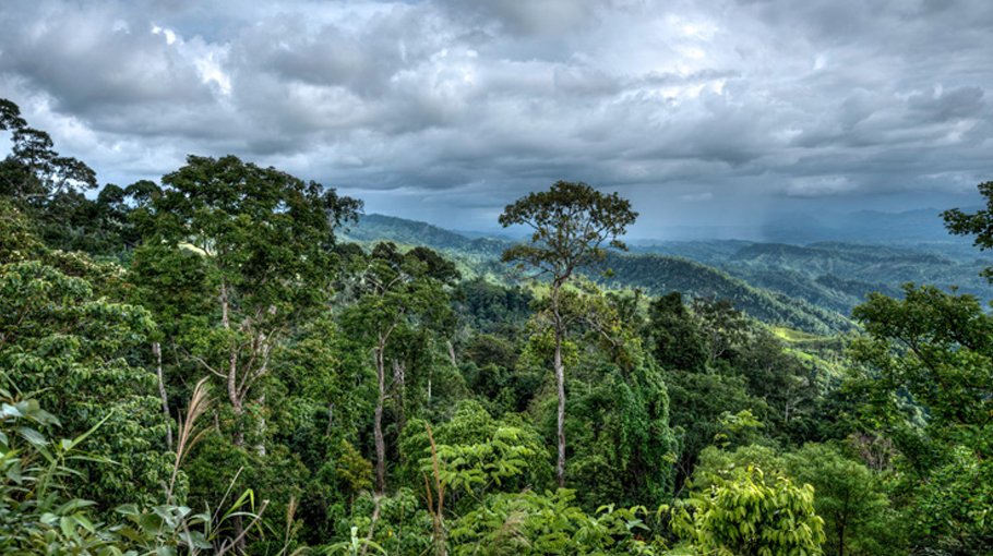 ‘Conserve hill forests to save country from climate disaster’