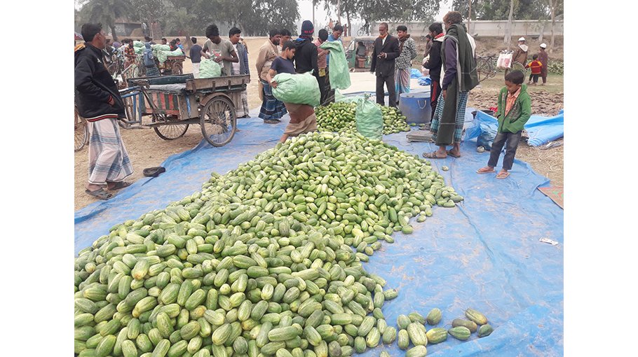 Bumper yield of cucumber in Tarash