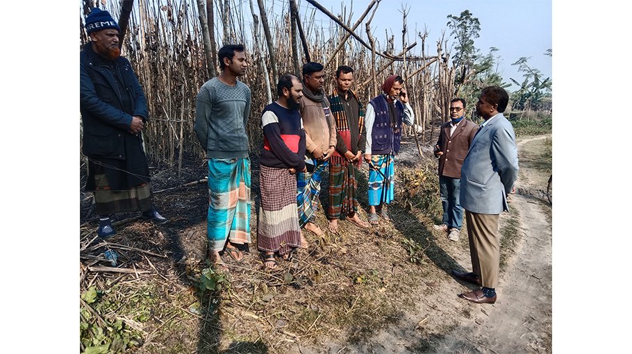 Betel leaf gardens burnt by miscreants in Jhenaidah