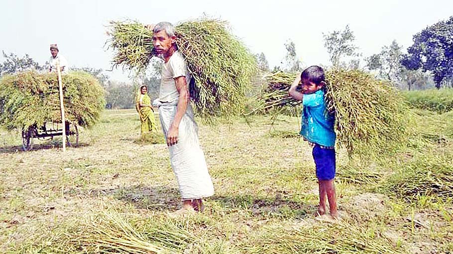 In the north, mustard is used to cover boro farming cost